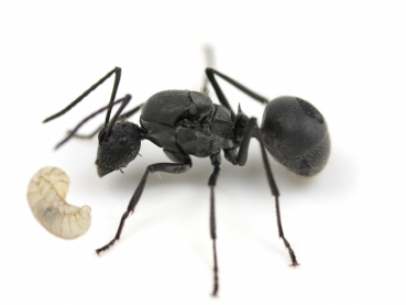 Polyrhachis schlueteri (Weberameisen)